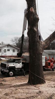 Tree Trimming Service Des Moines, Iowa